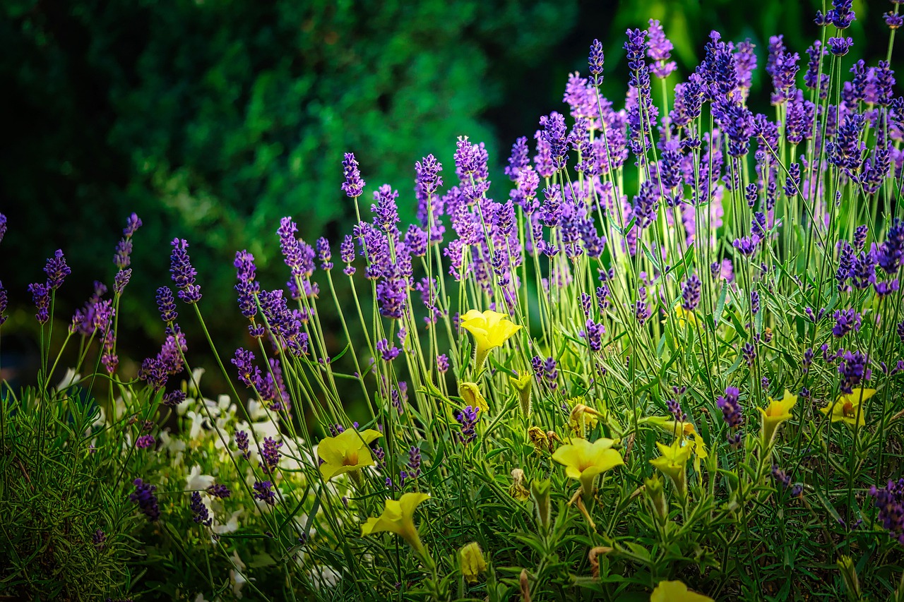 Flowering herbs - Pixabay - Fietzfotos