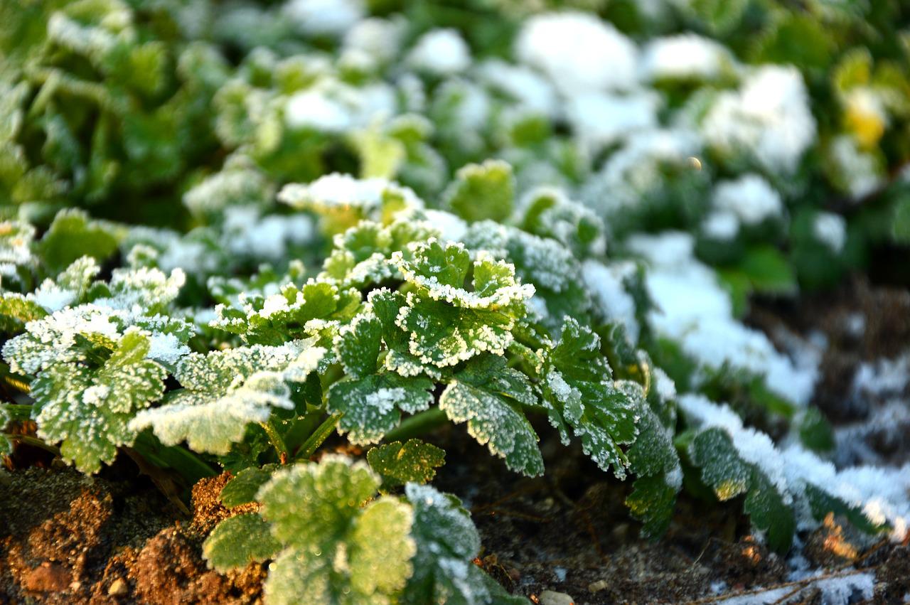Herbs with snow - Pixabay - Peggychoucair